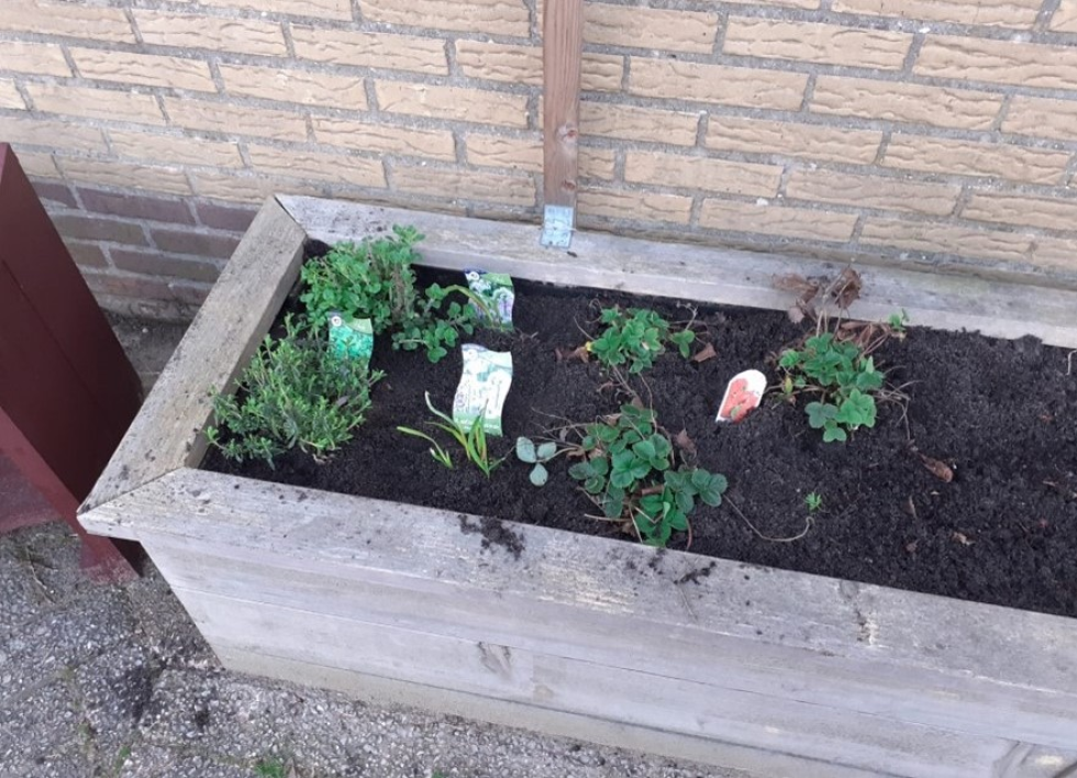 Moestuinbak met plantjes