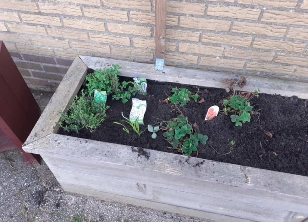 Moestuinbak met plantjes 