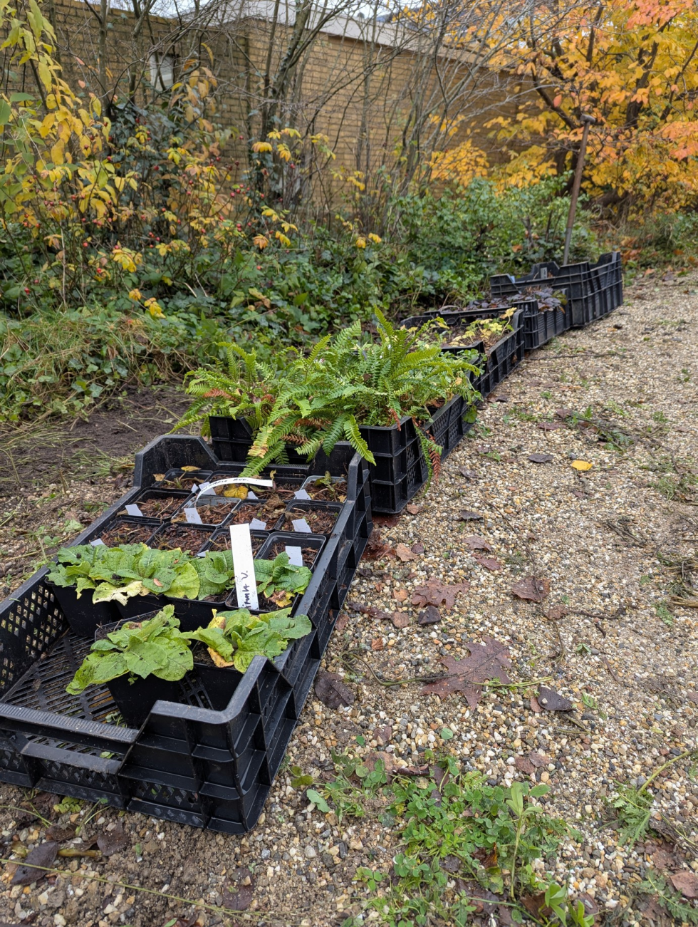 Een foto van de verschillende plantjes in kratten die geplant gaan worden