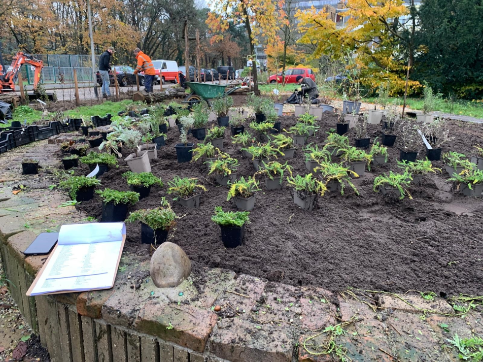 Allerlei verschillende plantjes die in een deel van de tuin staan